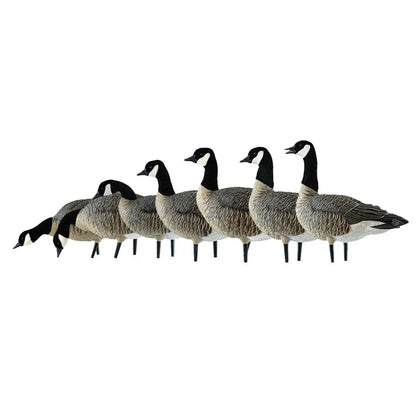 Avian-X AXF Lessers Outfitter Pack decoys lined up in side profile showing varied head poses