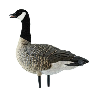Avian-X AXF Lessers single active-pose lesser Canada goose decoy with open bill calling, side view