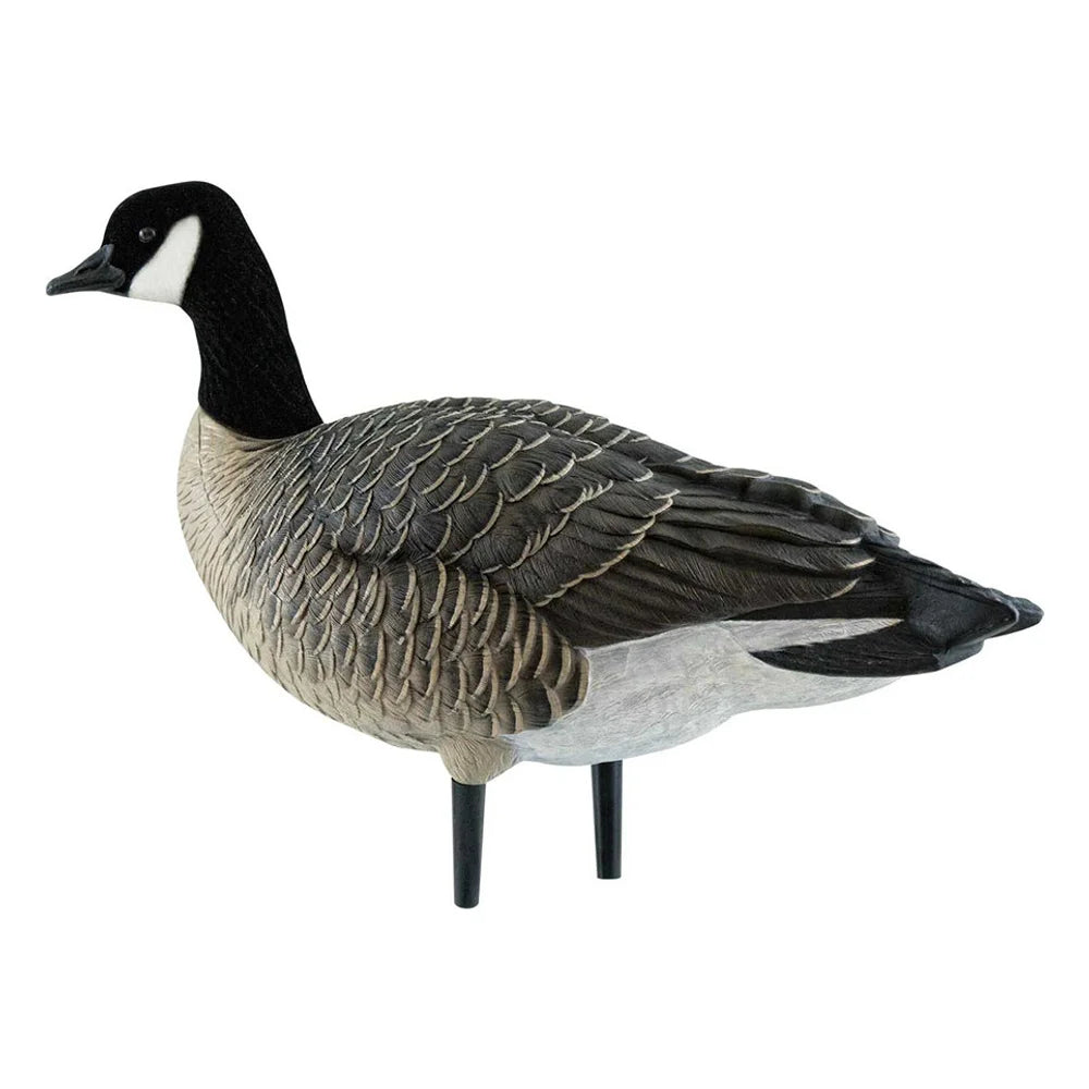 Avian-X AXF Lessers single alert-pose Canada goose decoy facing left, side view on white