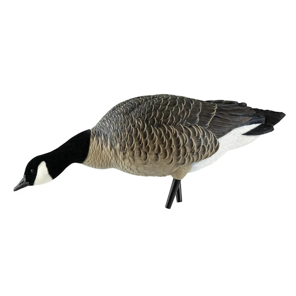 Avian-X AXF Lessers single feeder lesser Canada goose decoy with head down, side view on white