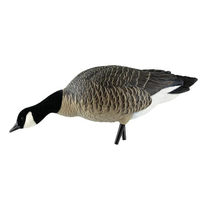 Avian-X AXF Lessers single feeder lesser Canada goose decoy with head down, side view on white