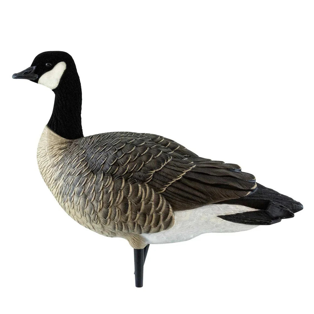 Avian-X AXF Lessers single resting-pose Canada goose decoy side view on white background