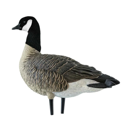 Avian-X AXF Lessers single upright Canada goose decoy in alternate alert pose on white background