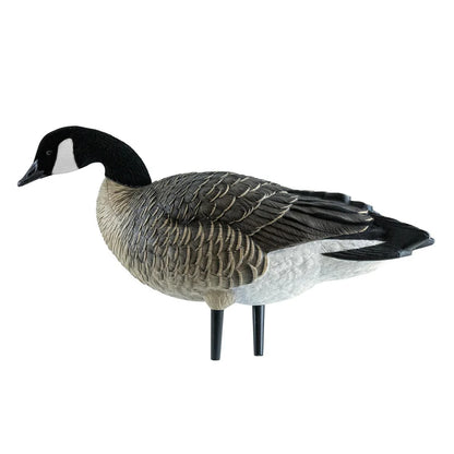 Avian-X AXF Lessers single upright lesser Canada goose decoy side view on white background