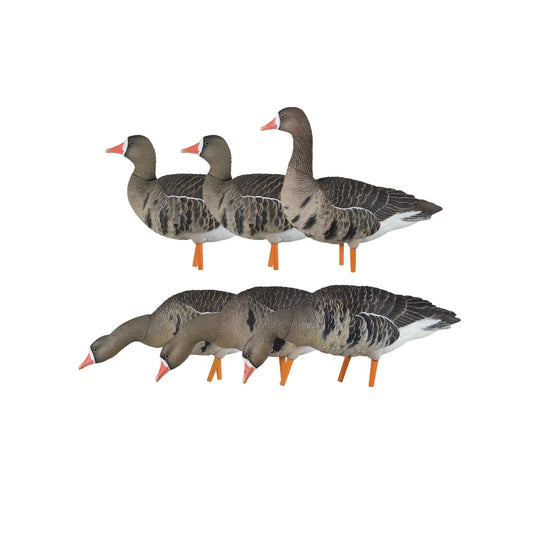 Avian-X AXF Specklebelly Fusion Pack showing all 6 goose decoys in upright and feeder poses