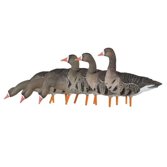 Avian-X AXF Specklebelly Fusion Pack 6-decoy flock grouped together in side view