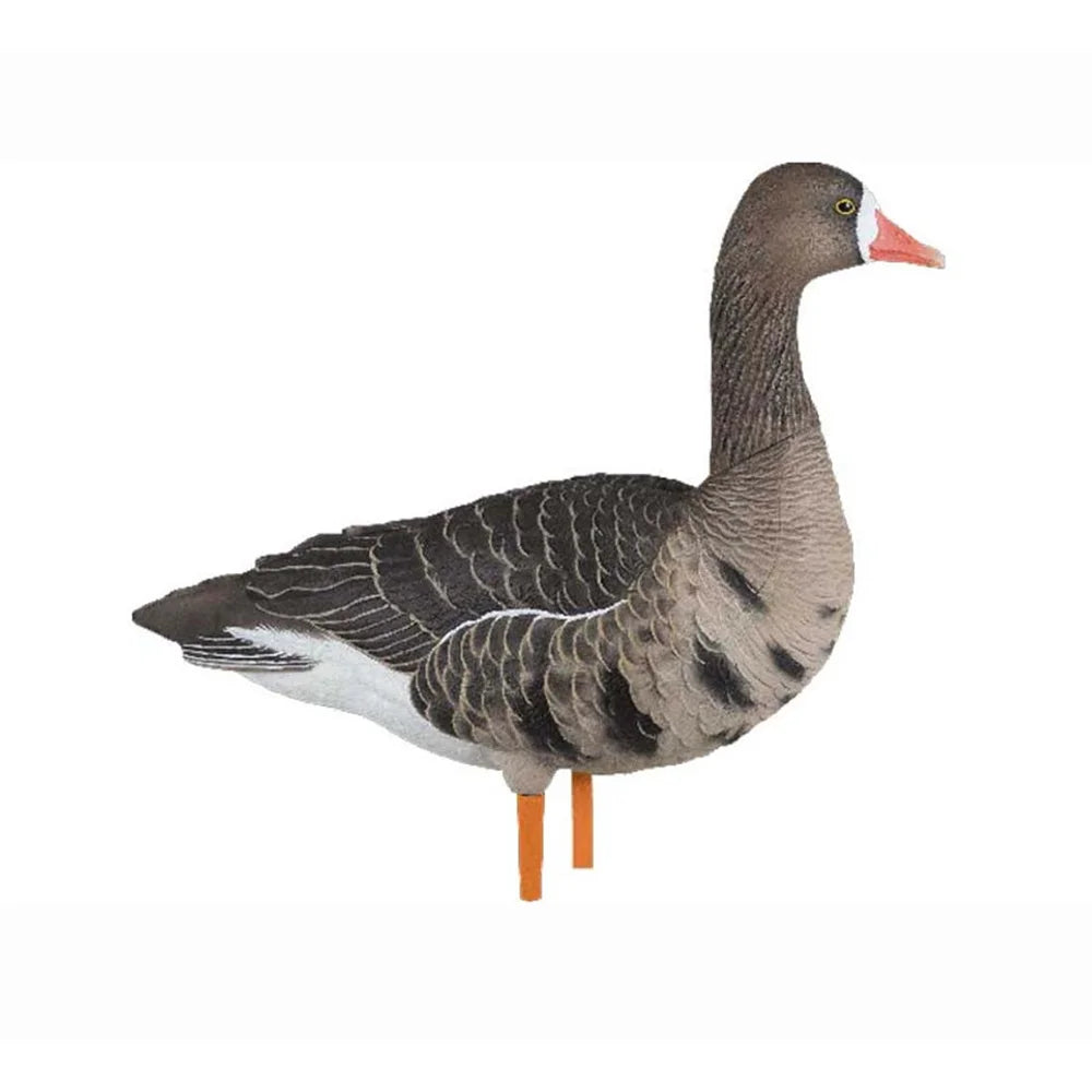 Avian-X AXF Specklebelly active alert pose goose decoy in side profile