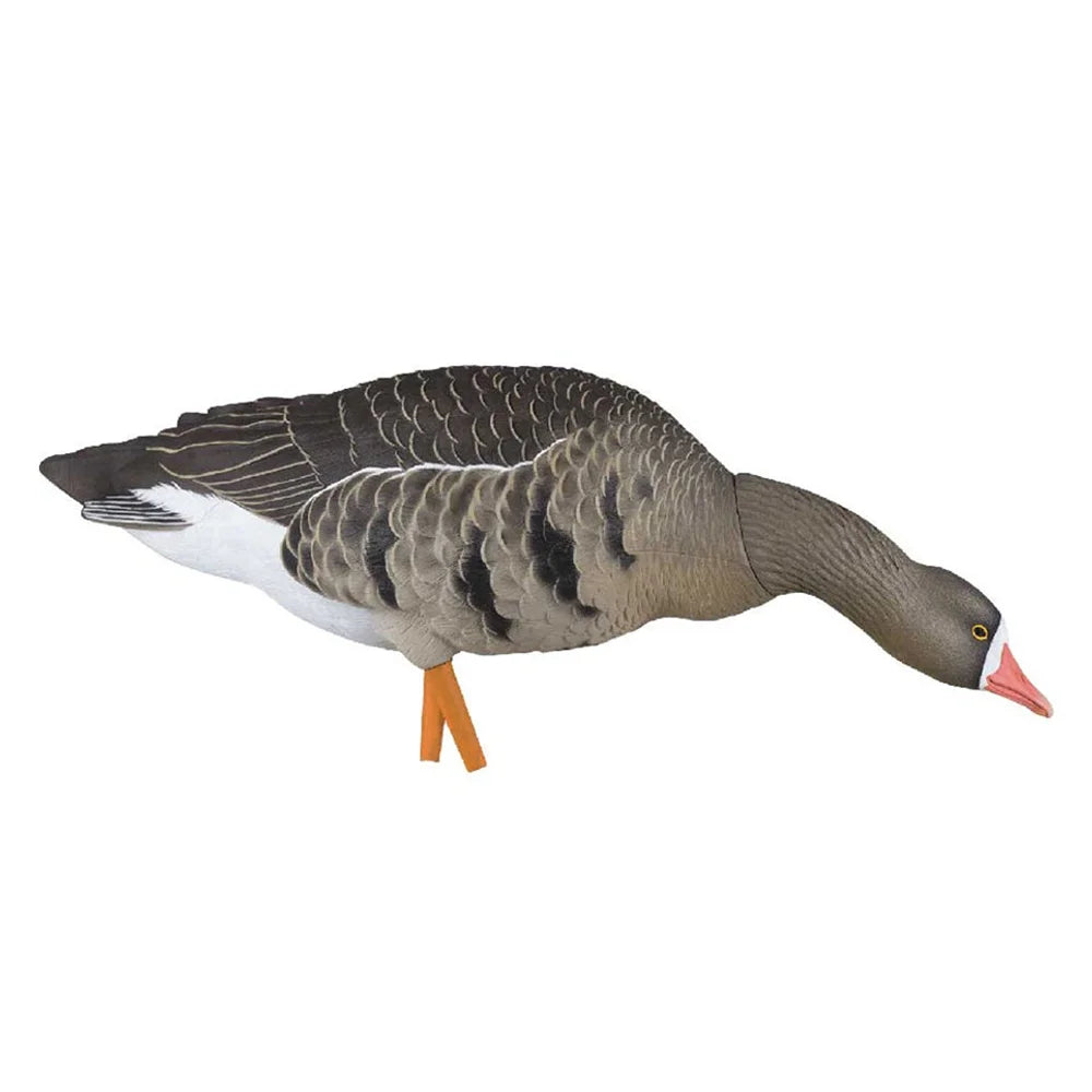 Avian-X AXF Specklebelly feeder pose goose decoy shown in side profile