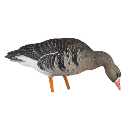 Avian-X AXF Specklebelly feeder head-down pose goose decoy in side profile