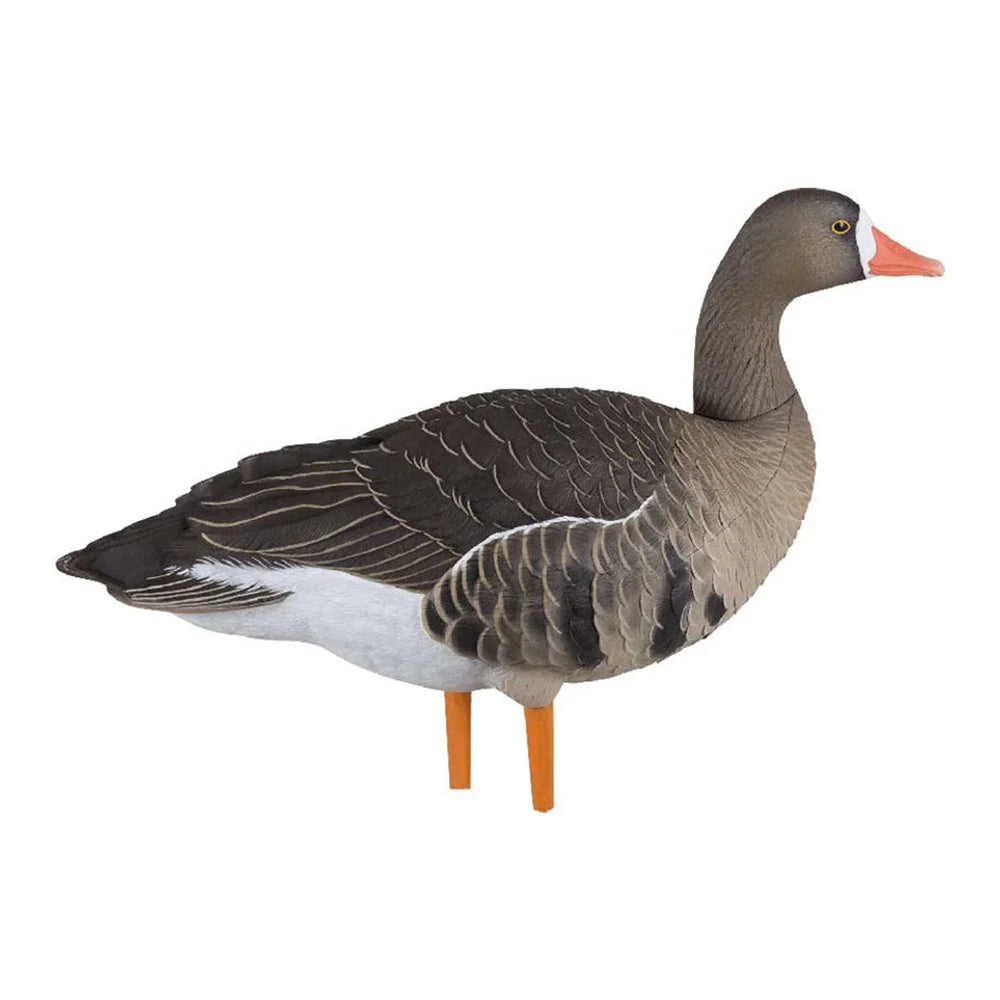 Avian-X AXF Specklebelly upright pose goose decoy shown in side profile
