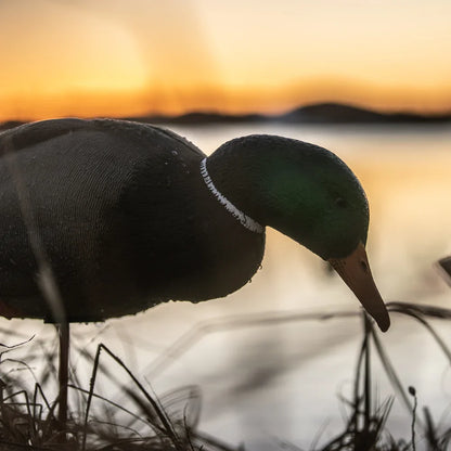 Avian-X AXP Full Body Mallard drake decoy silhouetted at sunset by the water