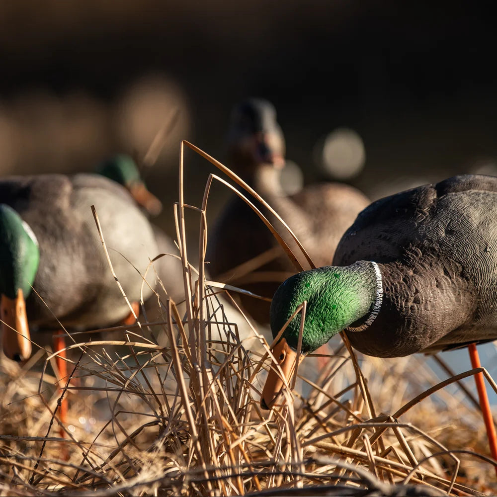 Avian-X AXP Full Body Mallard drake decoys feeding among marsh grass