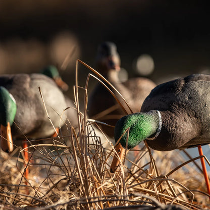 Avian-X AXP Full Body Mallard drake decoys feeding among marsh grass