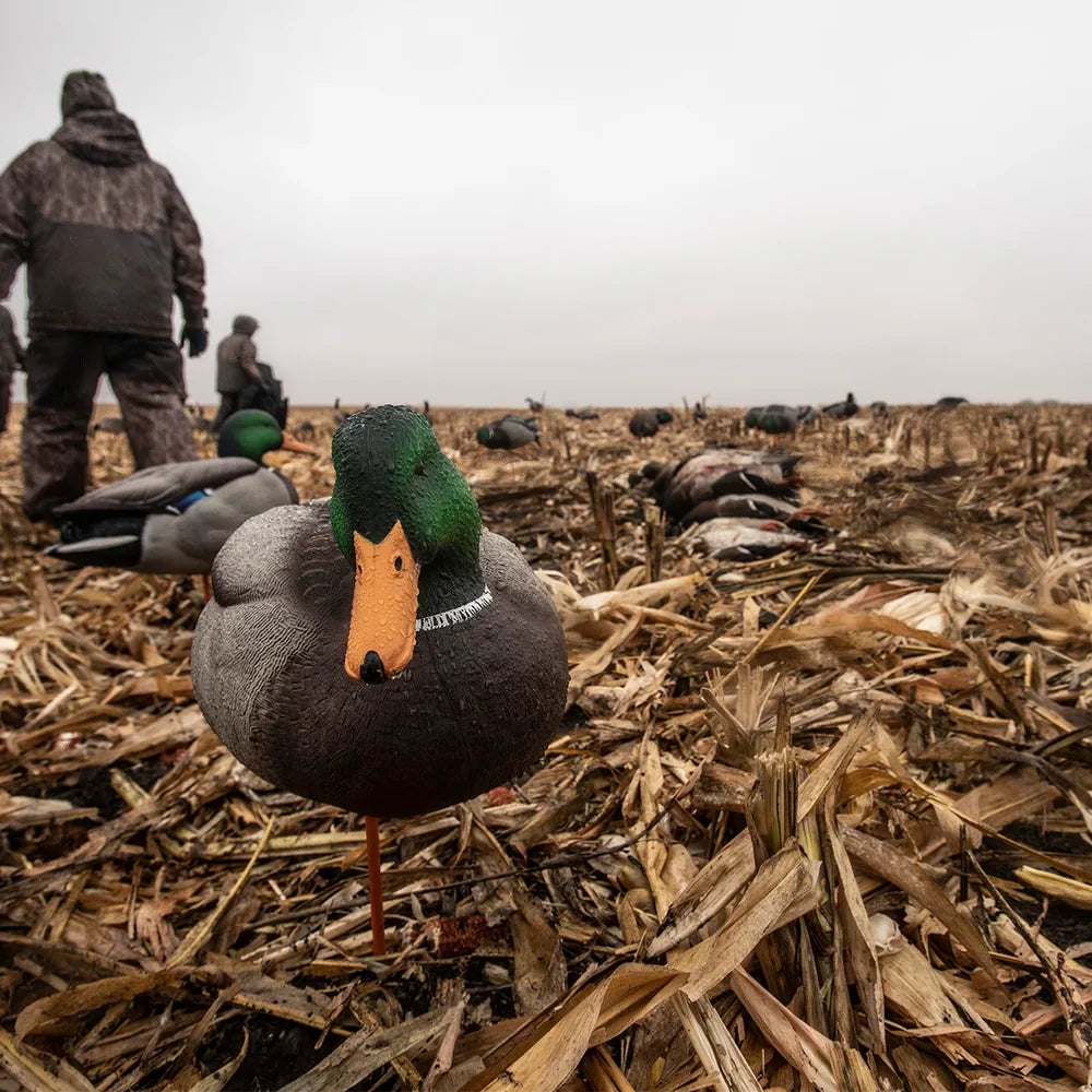 Avian-X AXP Full Body Mallard feeder drake decoy in corn field with hunters in background