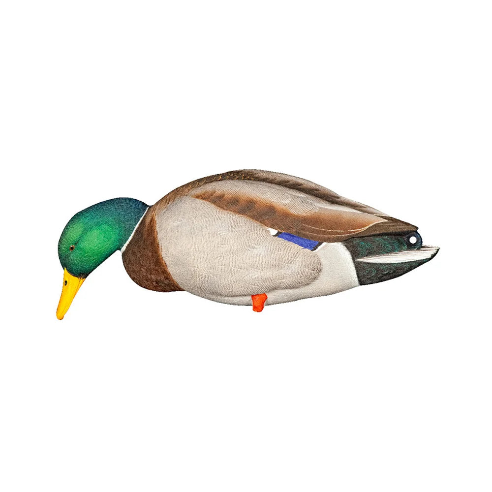 Avian-X AXP Full Body Mallard feeder drake decoy side profile on white background
