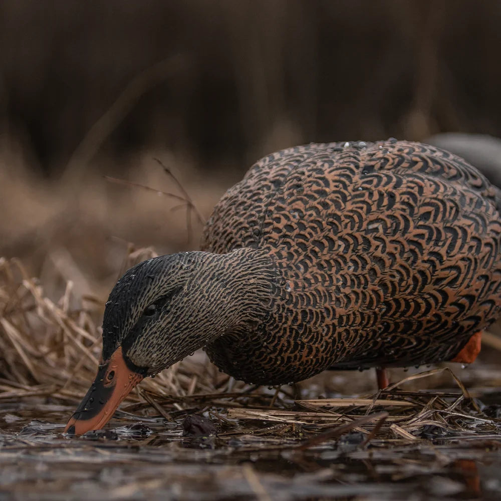 Avian-X AXP Full Body Mallard feeder hen decoy showing detailed feather paint in wet field
