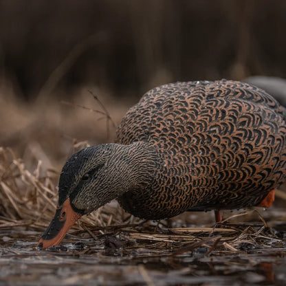 Avian-X AXP Full Body Mallard feeder hen decoy showing detailed feather paint in wet field