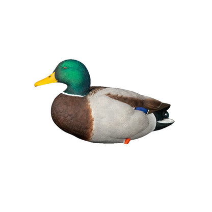 Avian-X AXP Full Body Mallard resting drake decoy side profile on white background