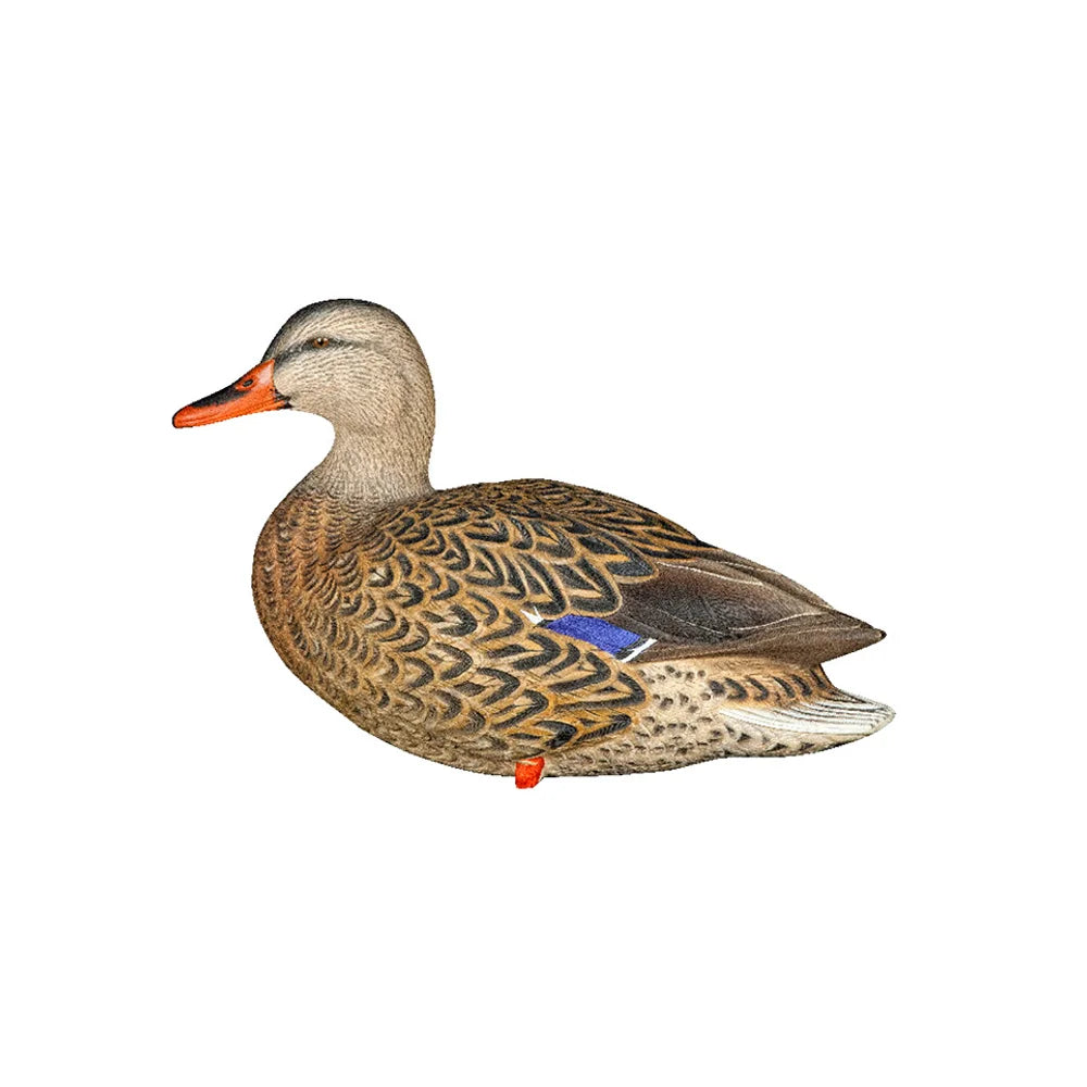 Avian-X AXP Full Body Mallard resting hen decoy side profile on white background