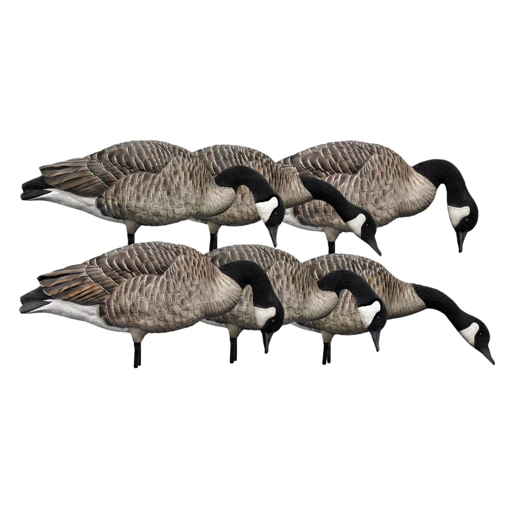 Avian-X AXP Honkers Feeder Pack of 6 Canada goose decoys arranged in feeder poses on white
