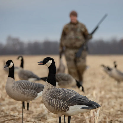 Avian-X AXP Honkers Feeder Pack decoys in cornfield with hunter carrying shotgun in background