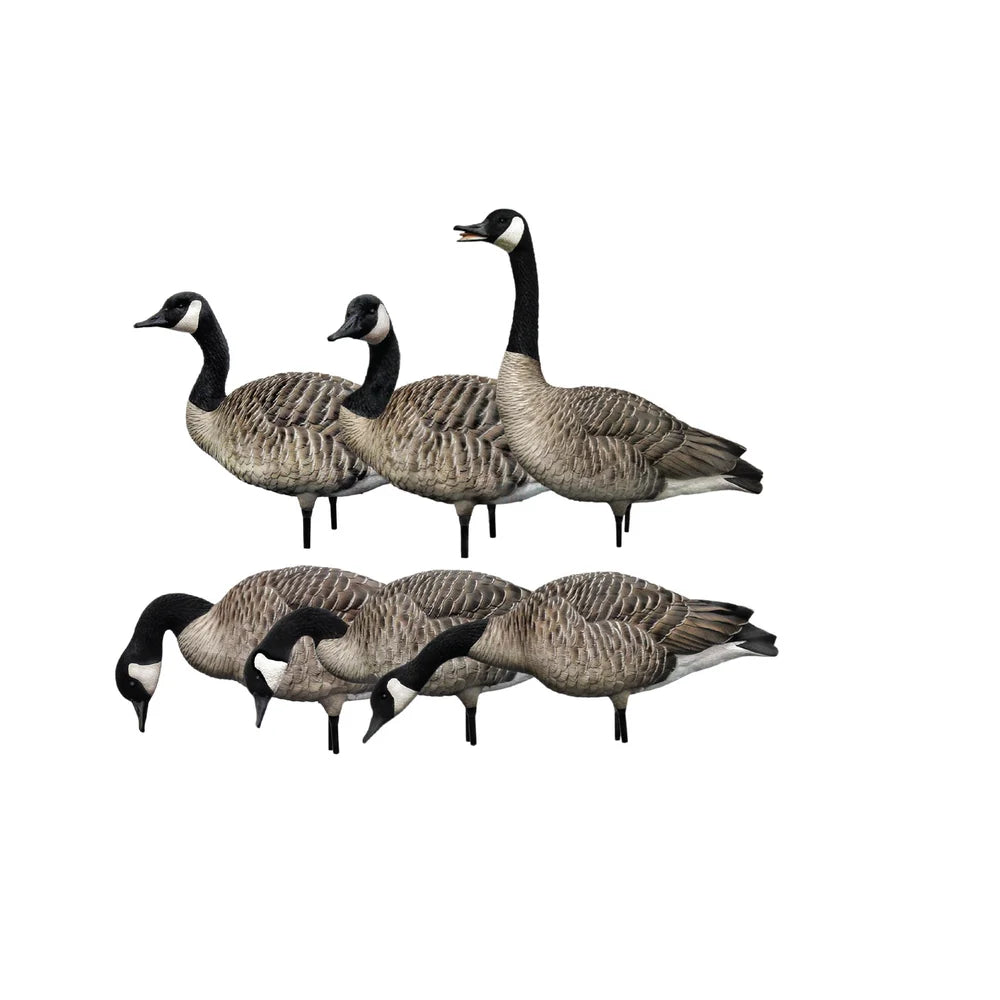 Avian-X AXP Honkers Fusion Pack of 6 Canada goose decoys shown as full group on white