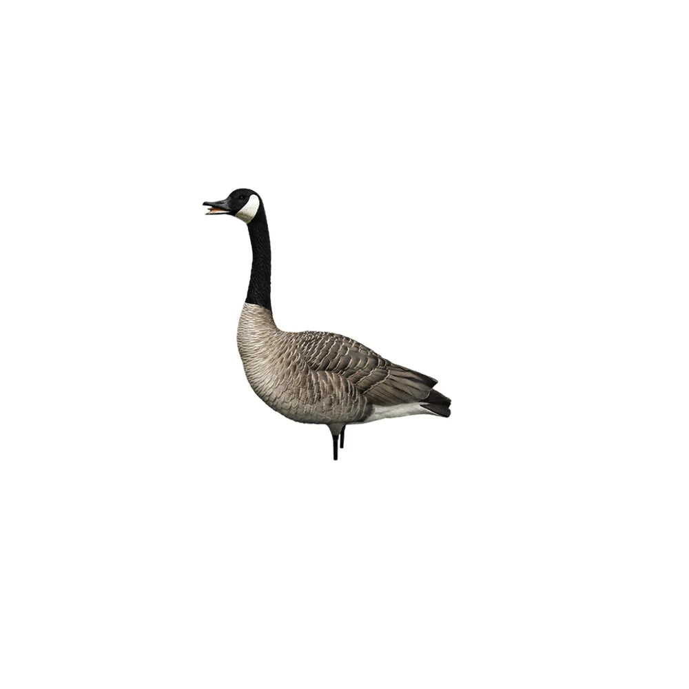 Avian-X AXP Honkers active caller Canada goose decoy with head up and bill open