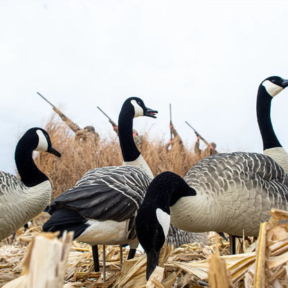 Avian-X AXP Honkers Fusion Pack decoys set up in cornfield with hunters in background blind