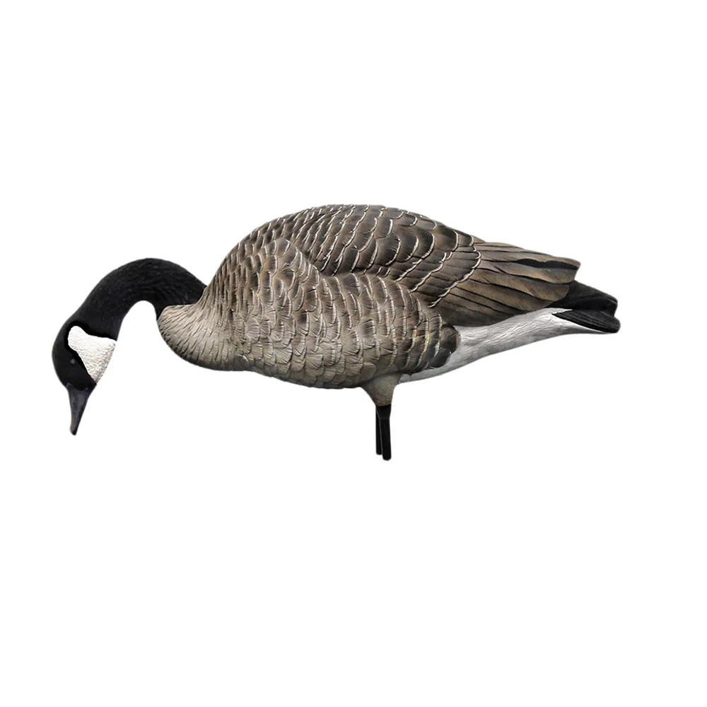 Avian-X AXP Honkers feeder posture Canada goose decoy with head down, facing left