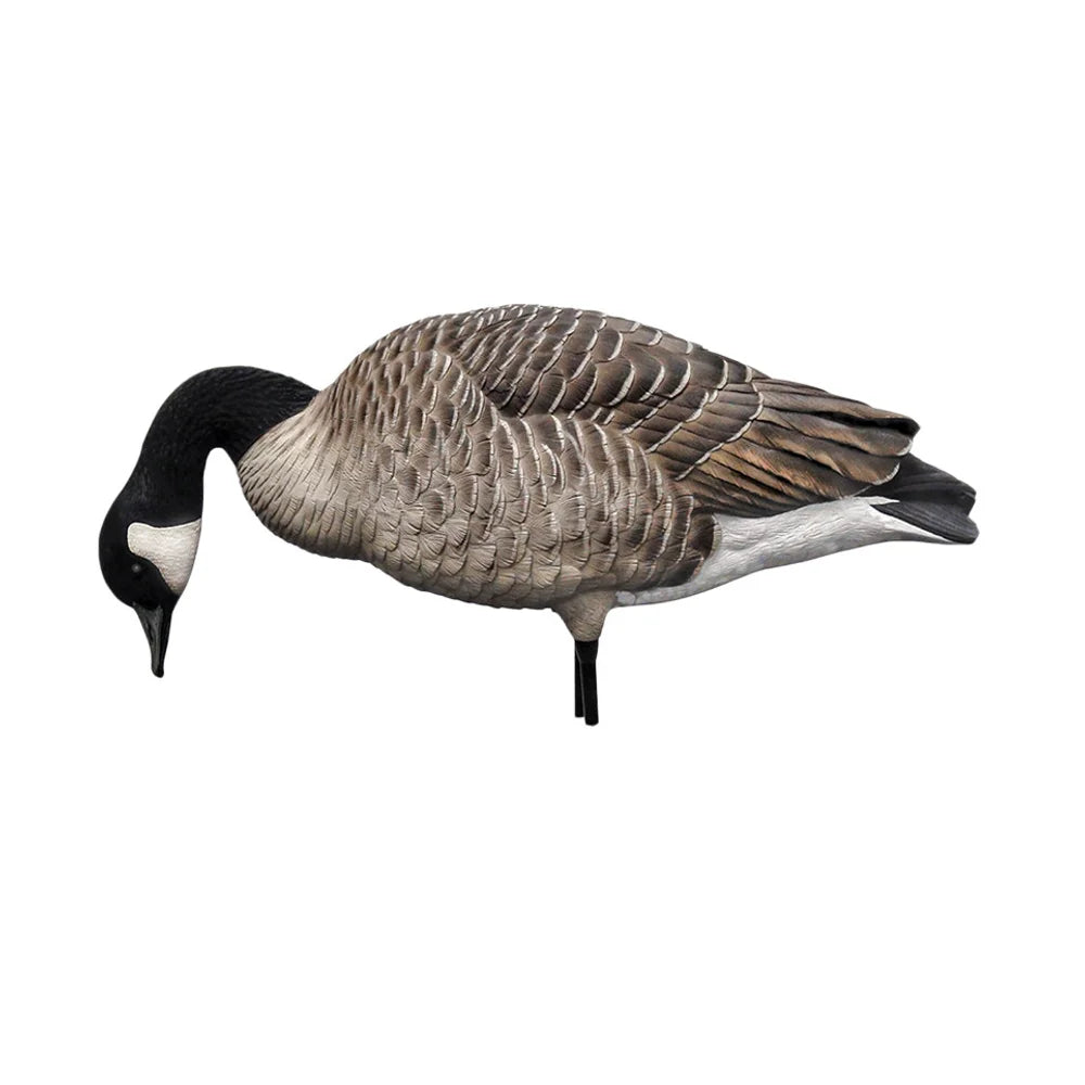 Avian-X AXP Honkers feeder Canada goose decoy in low grazing pose, side view