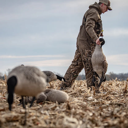 Hunter carrying Avian-X AXP Honkers Canada goose decoy through harvested cornfield spread