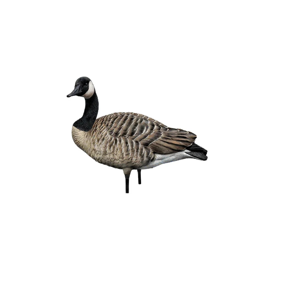 Avian-X AXP Honkers relaxed walker Canada goose decoy shown from side on white