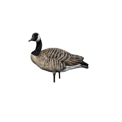 Avian-X AXP Honkers relaxed walker Canada goose decoy shown from side on white