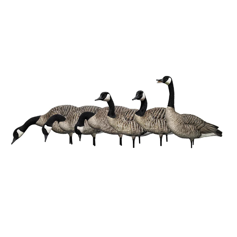 Avian-X AXP Honkers Fusion Pack six decoy lineup in side profile on white background