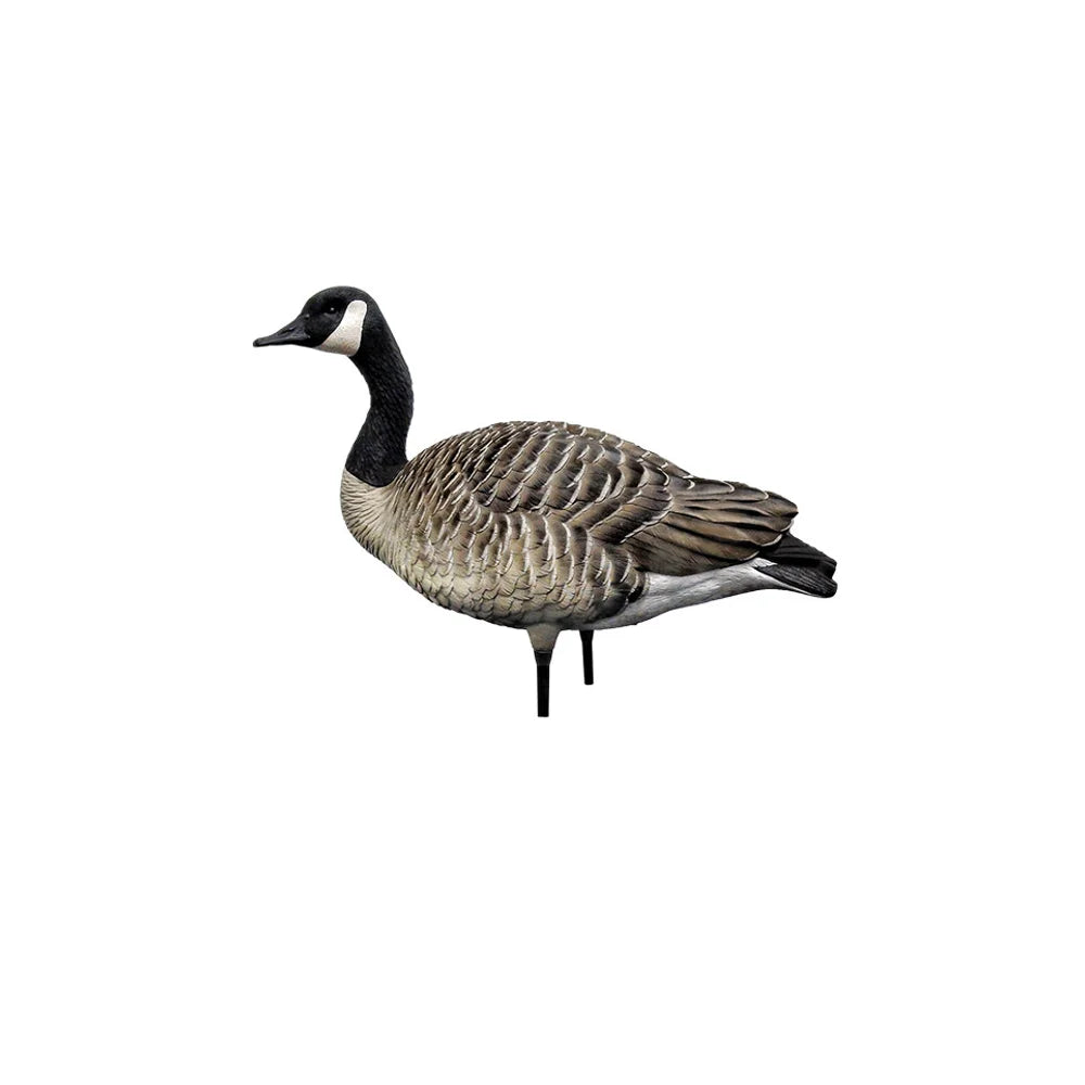 Avian-X AXP Honkers upright sentry Canada goose decoy in side profile on white