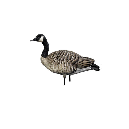 Avian-X AXP Honkers upright sentry Canada goose decoy in side profile on white