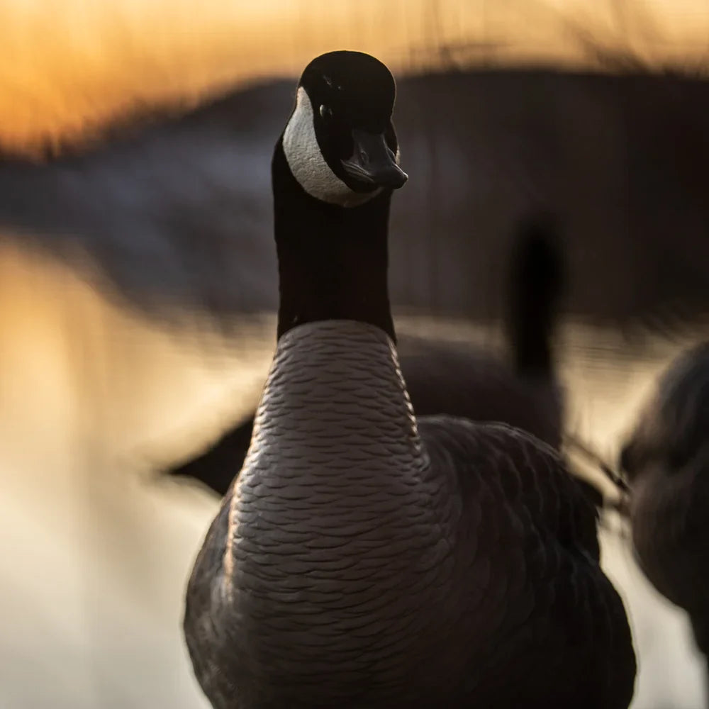 Avian-X AXP Lessers Active Pack Canada goose decoy head and neck detail close-up at sunset
