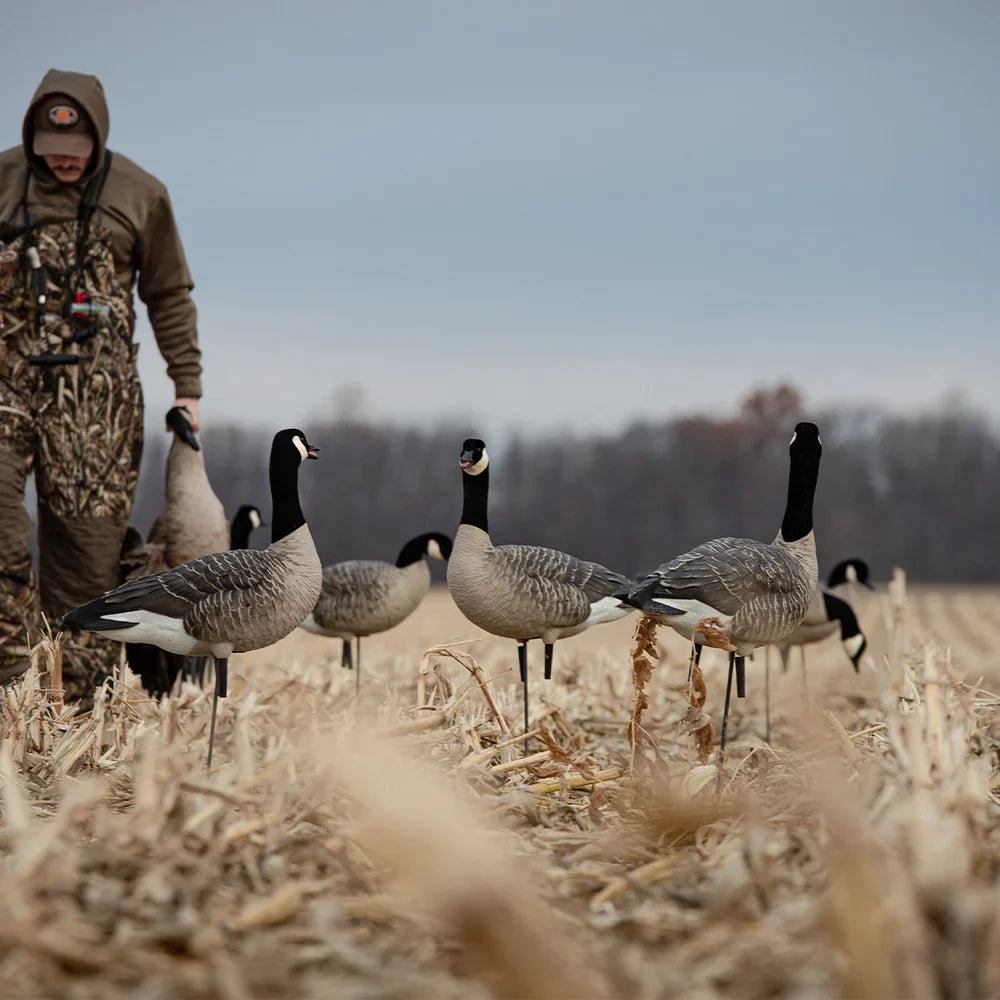 Avian-X AXP Lessers Active Pack Canada goose decoys set in cornfield spread with hunter placing decoy