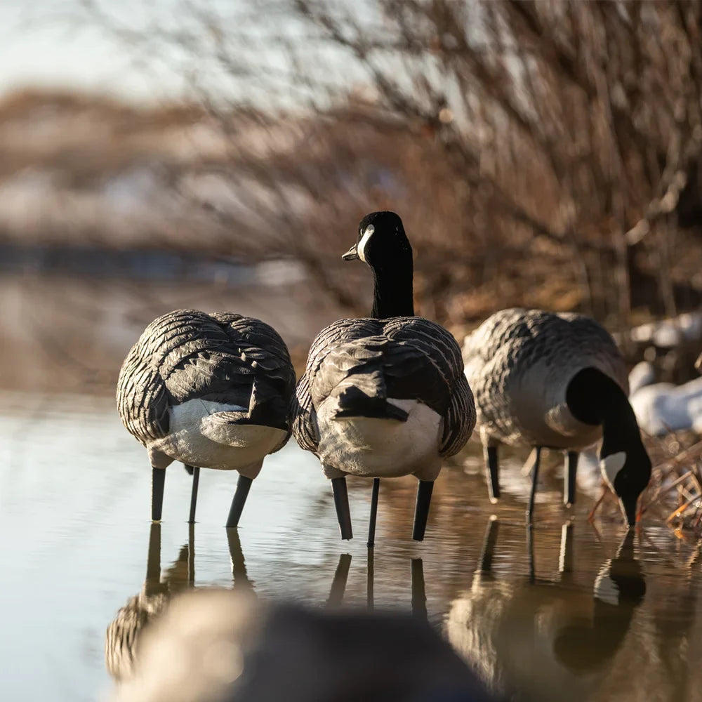 Avian-X AXP Lessers Active Pack Canada goose decoys standing at water's edge in field setting