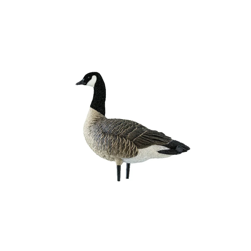 Avian-X AXP Lessers Active Pack single upright sentry Canada goose decoy side view on white