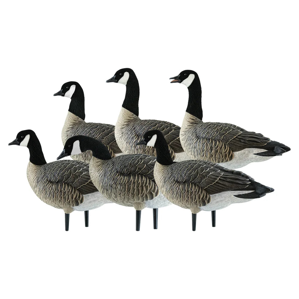 Avian-X AXP Lessers Active Pack of 6 Canada goose decoys grouped together on white background