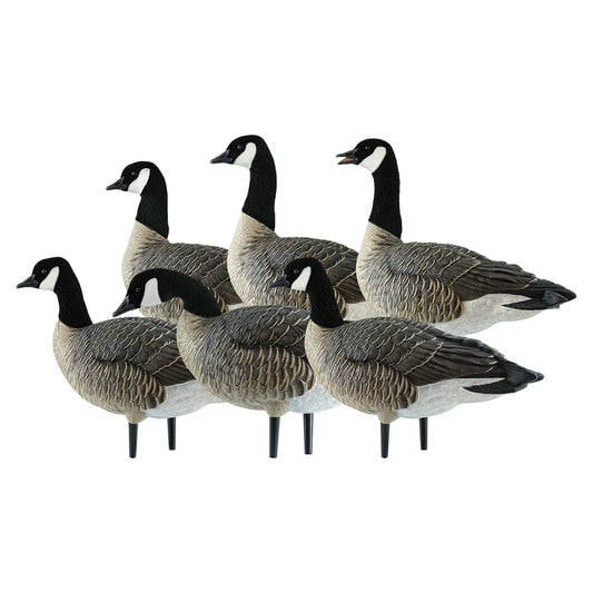 Avian-X AXP Lessers Active Pack of 6 Canada goose decoys grouped together on white background