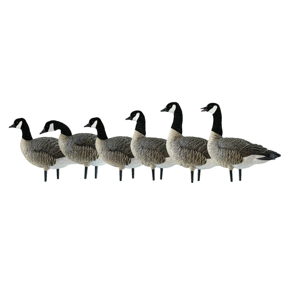 Avian-X AXP Lessers Active Pack six Canada goose decoys lined up in side profile on white