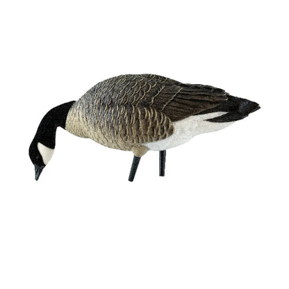 Avian-X AXP Lessers feeder decoy head down with tail elevated, alternate grazing pose