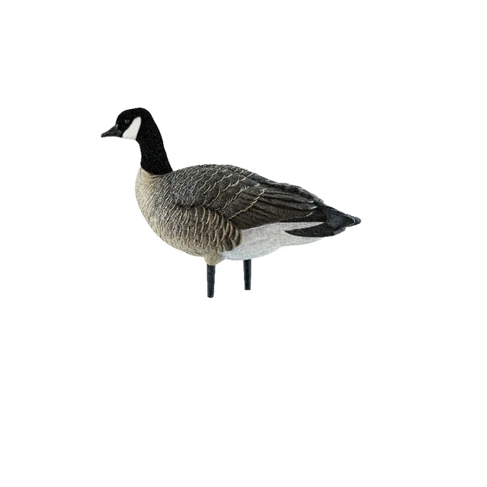 Avian-X AXP Lessers decoy resting standing pose side view on white background