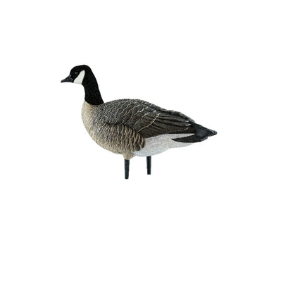 Avian-X AXP Lessers decoy resting standing pose side view on white background