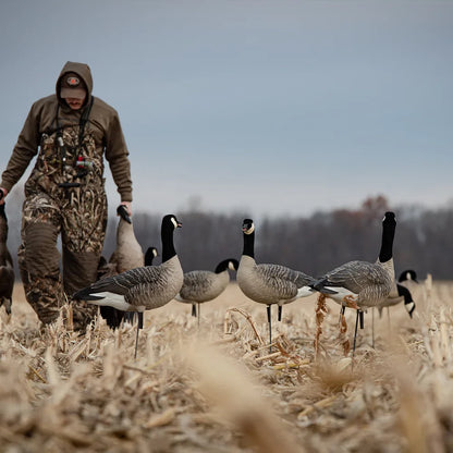 Avian-X AXP Lessers decoys being placed in cornfield by camo-clad hunter setting spread