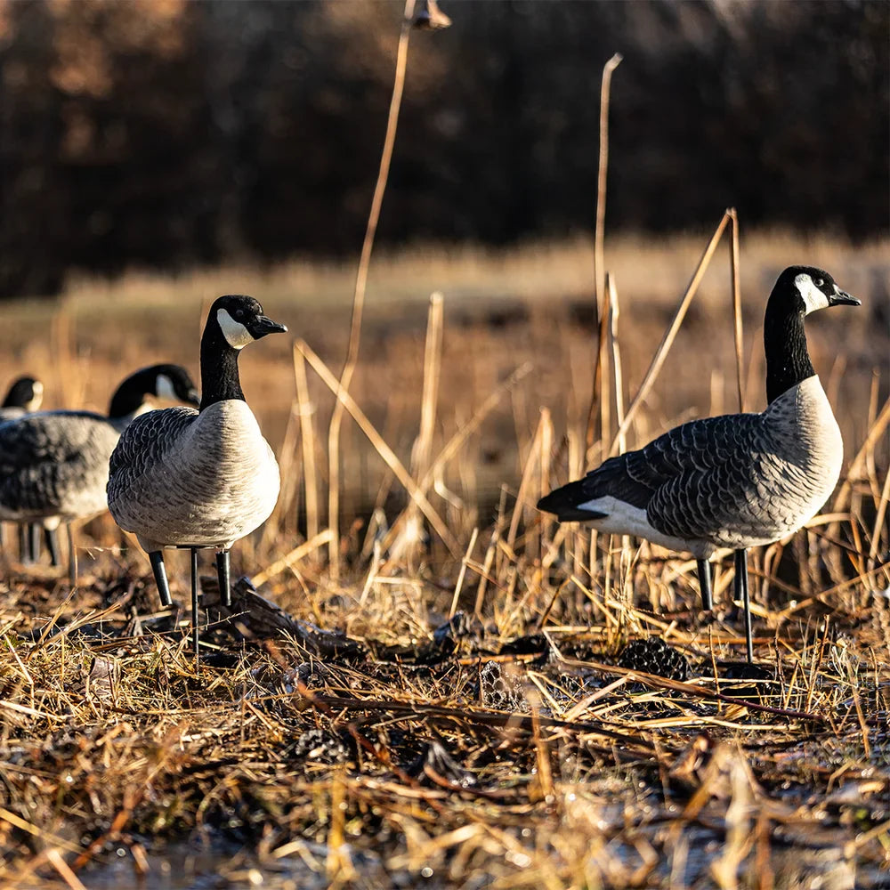 Avian-X AXP Lessers decoys set up in marsh grass at golden hour lifestyle scene