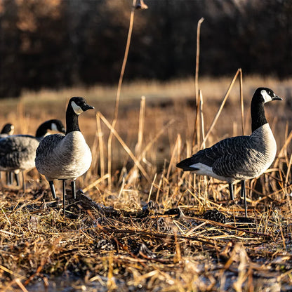Avian-X AXP Lessers decoys set up in marsh grass at golden hour lifestyle scene