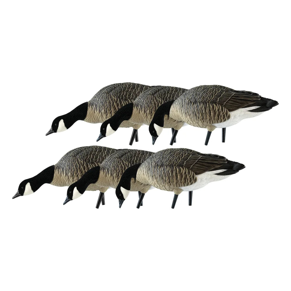 Avian-X AXP Lessers Feeder Pack showing all 6 goose decoys arranged in two rows